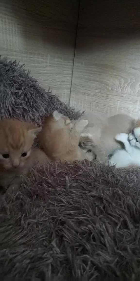 American Shorthair cats for sale: 4 kittens  - Video 3