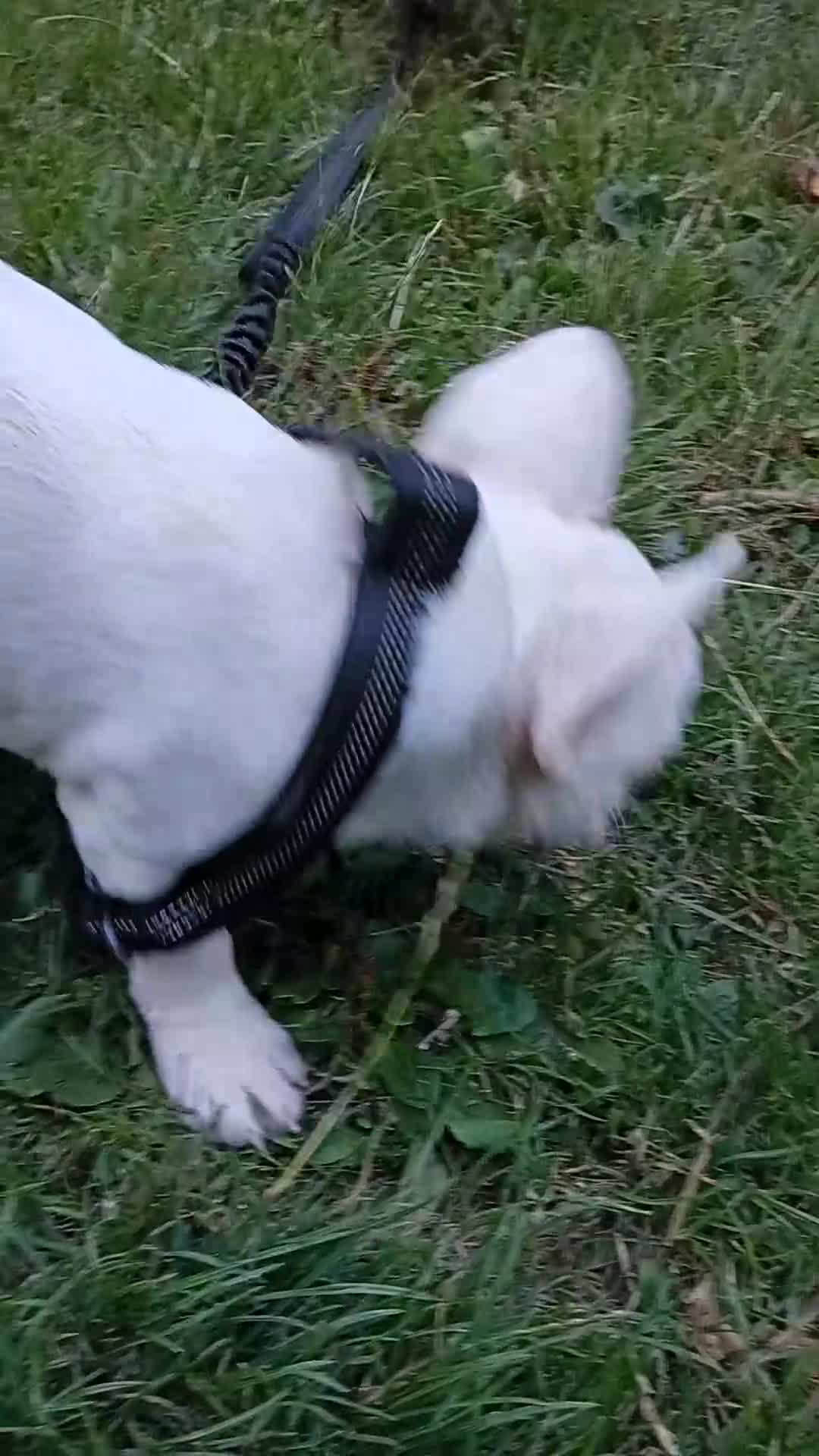 French Bulldog dogs for sale: pedigree French Bulldog pups - Video 1
