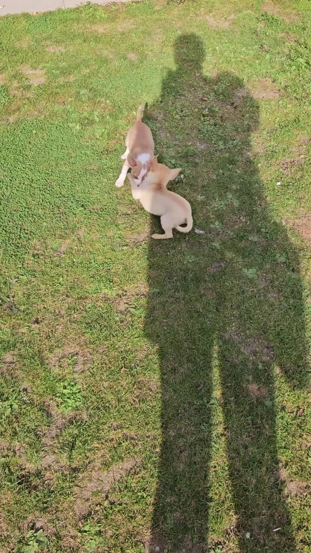 Chihuahua dogs for sale: Last beautiful boy ready to leave- reduced price! - Video 2