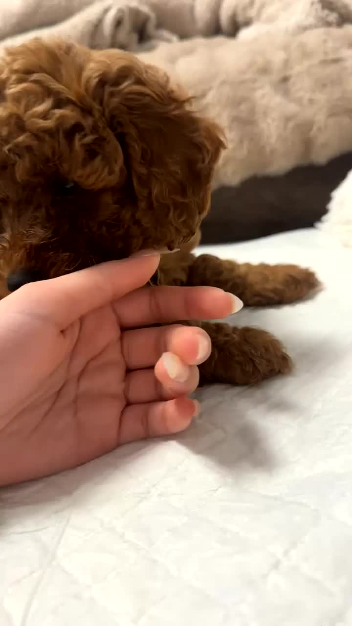 Cockapoo dogs for sale: cockapoo x toy poodle  - Video 1