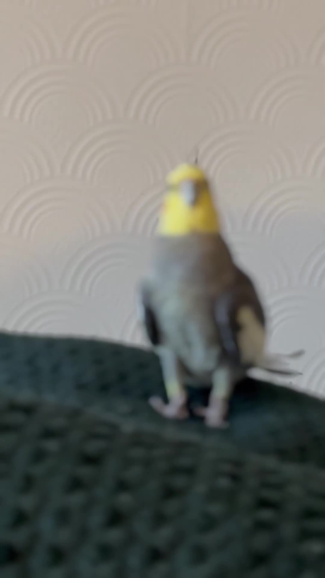 Parrots birds for sale: Semi Tame Lovely Cockatiel - Video 1