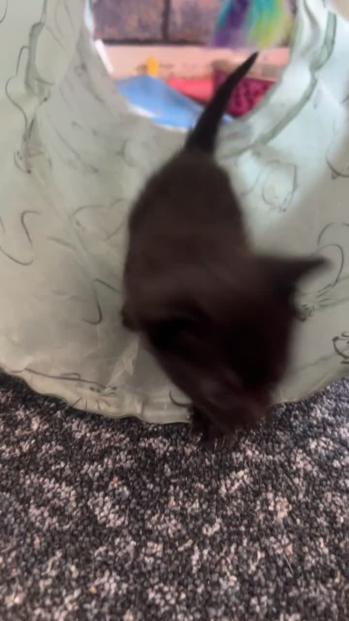 Mixed Breed cats for sale: 3 black kittens for sale in Rochester - Video 2