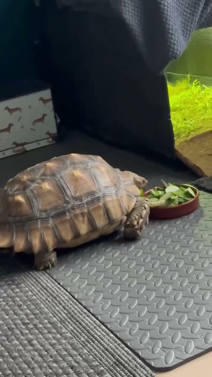 Tortoise reptiles for sale: Sulcata tortoise male 6 year old - Video 2