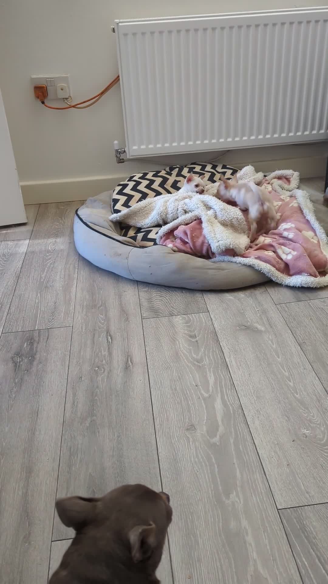 Chihuahua dogs for sale: Kc puppies 2 girl 1 boy - Video 3