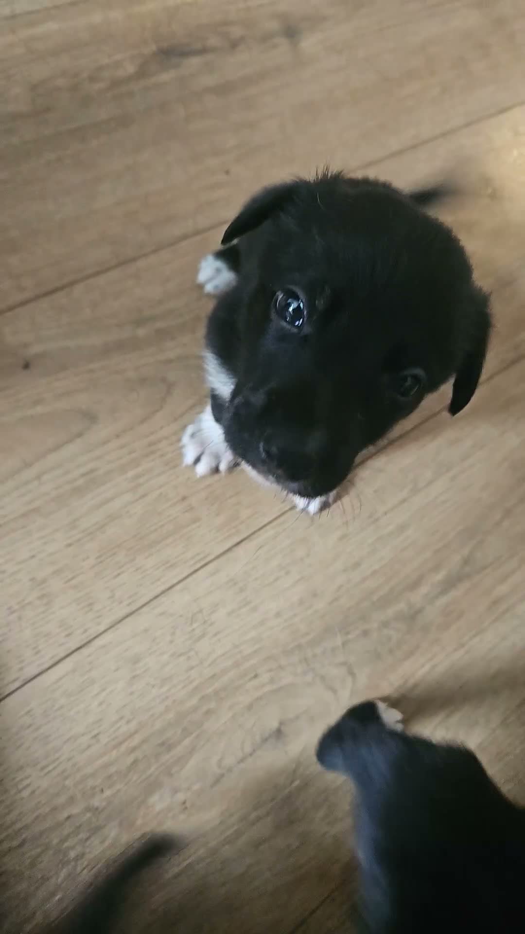 Border Collie dogs for sale: Active puppies looking for homes - Video 1