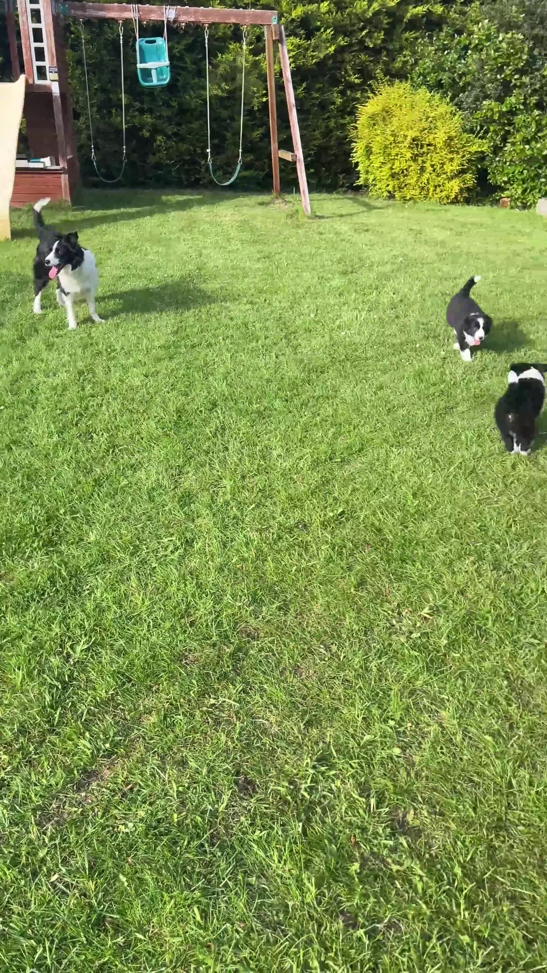 Border Collie dogs for sale: KC Reg Border Collie Puppies - Ready 1/06/2026 - Video 1