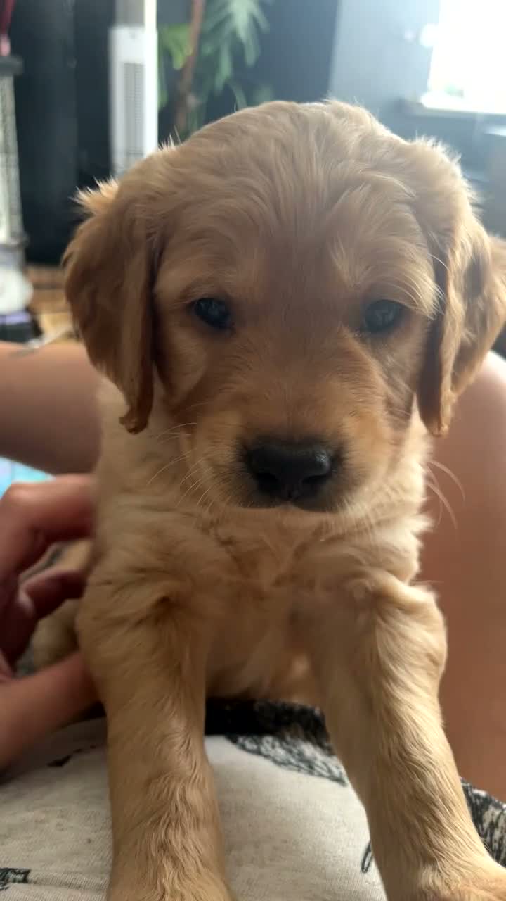 Golden Retriever dogs for sale: 3 beautiful golden retrievers for sale  - Video 1