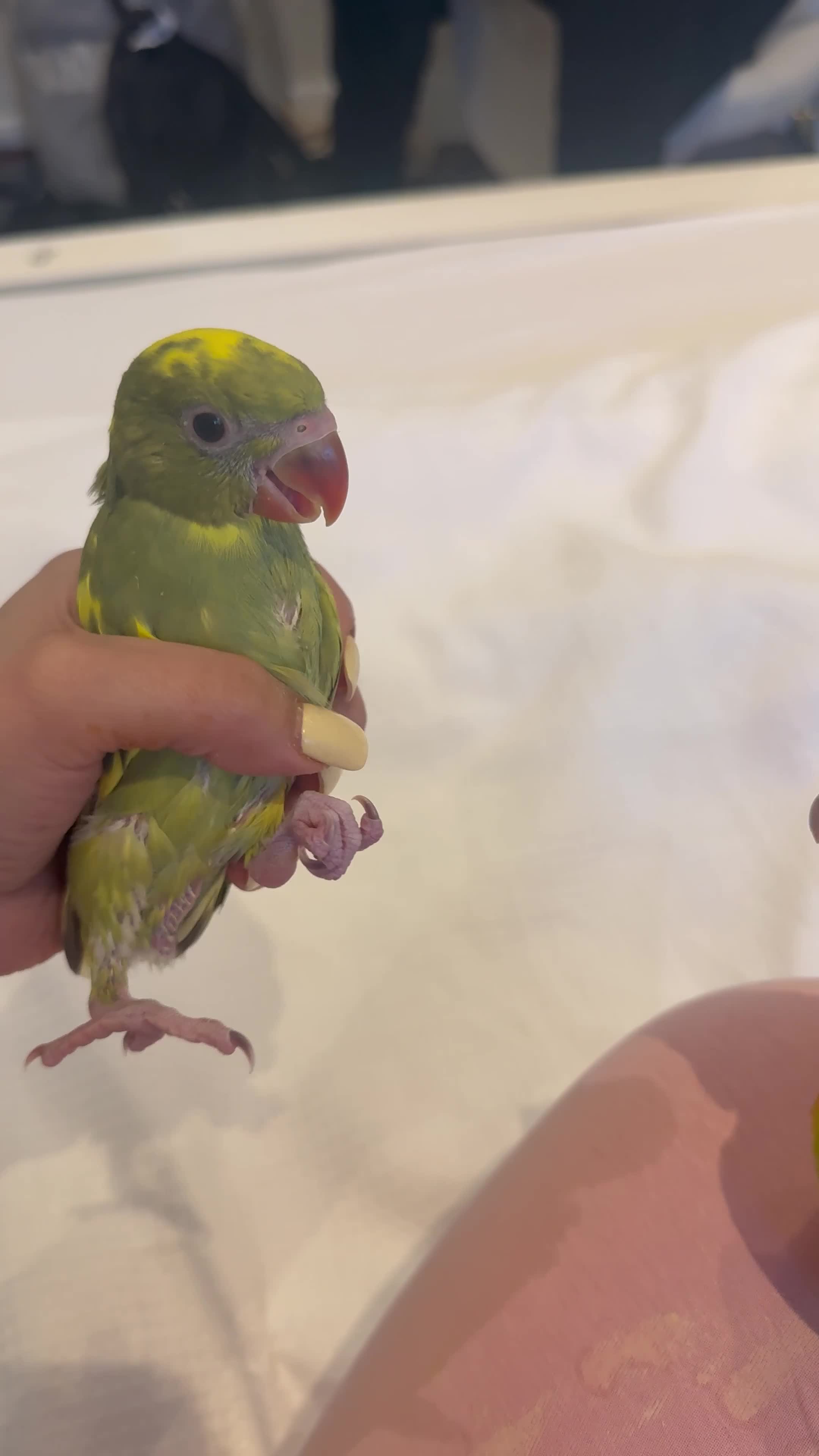 Ringnecks birds for sale: Four week Baby Indian ring necks- blue tails rare  - Video 1