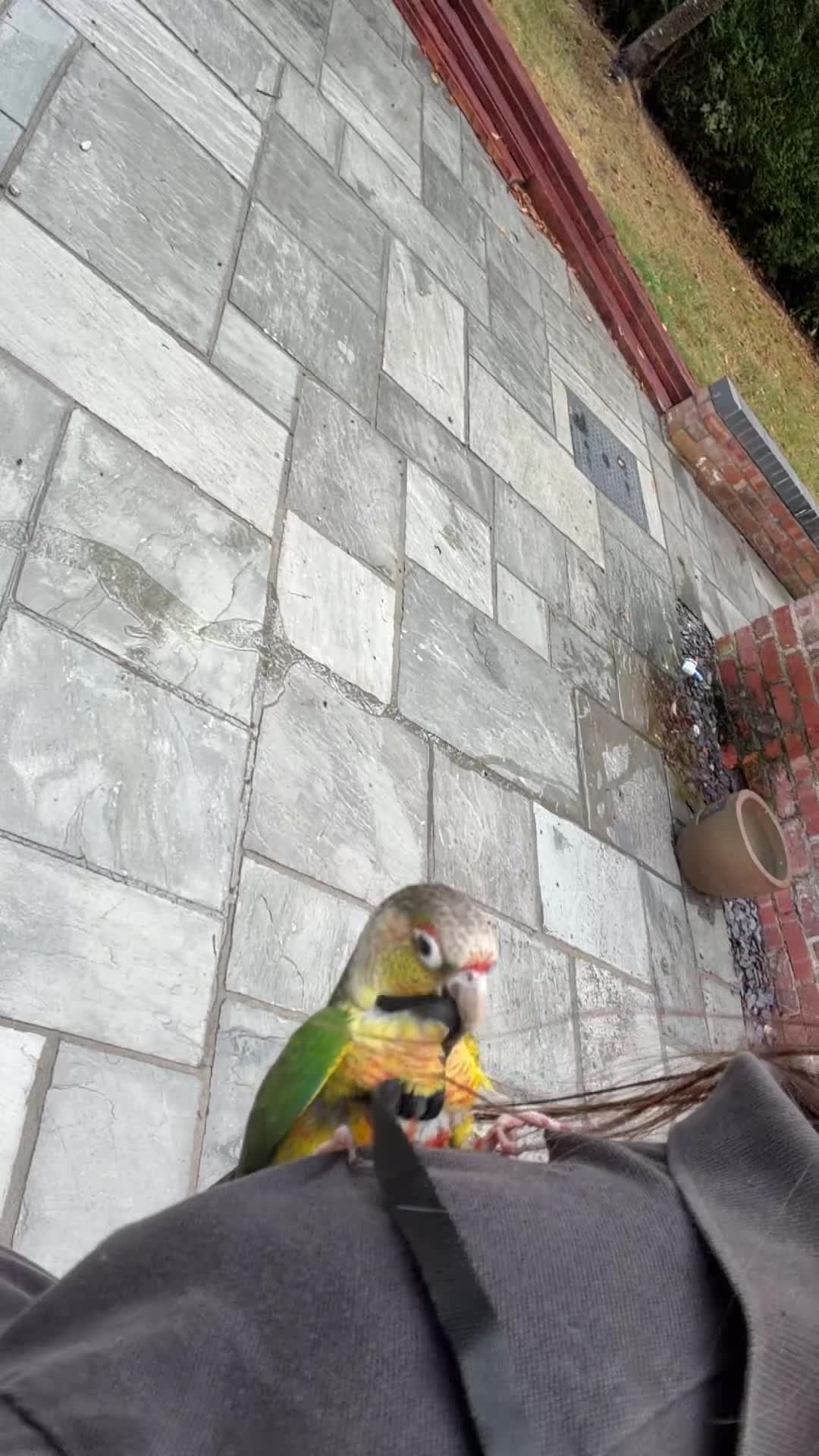 Conures birds for sale: Rocky in Nottingham - Video 2