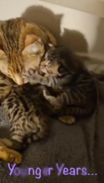 Bengal cats for sale: Elven Bengals - Video 2