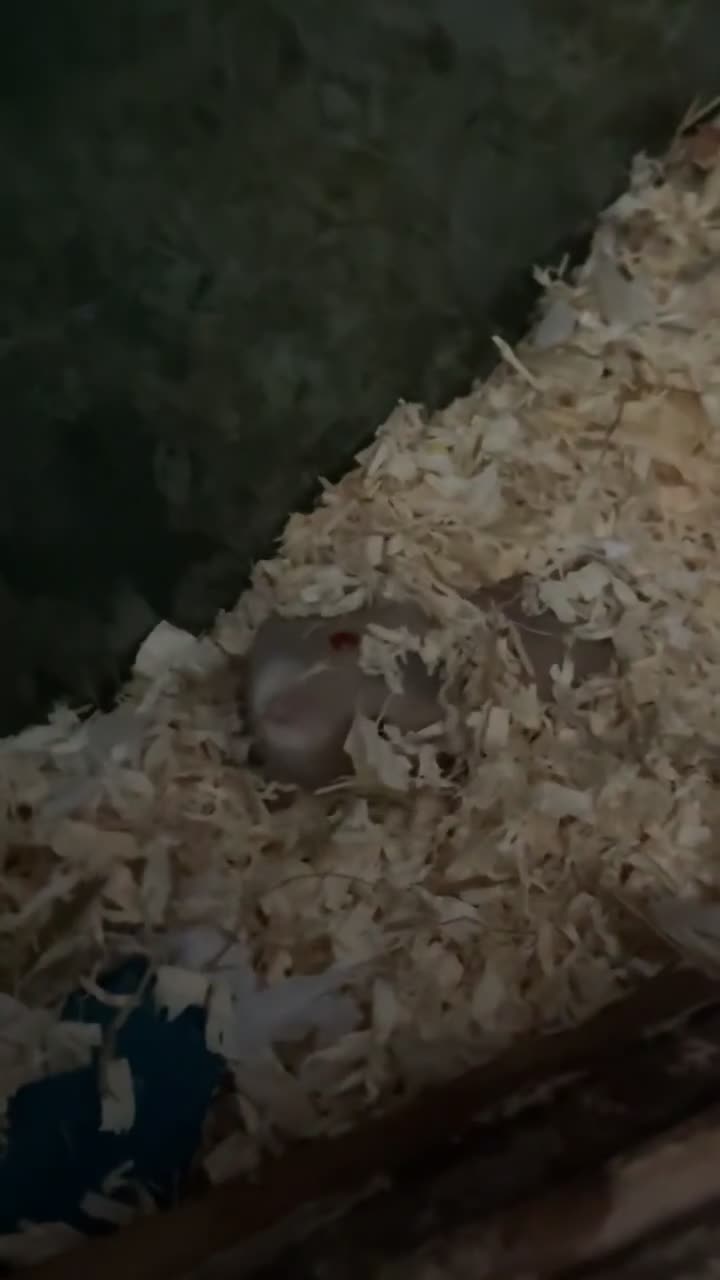 Hamster rodents for sale: dwarf hamster for sale - Video 1