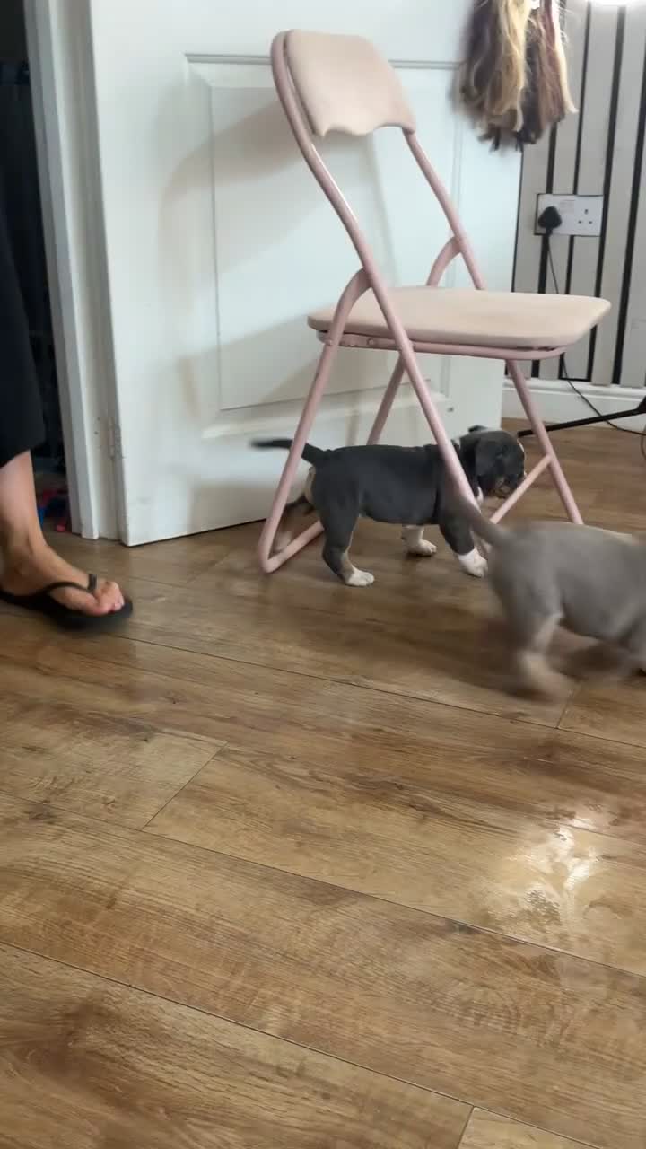 Dorset Olde Tyme Bulldogge dogs for sale: Old tyme bulldog puppies ready to go.  in Sandbach - Video 2