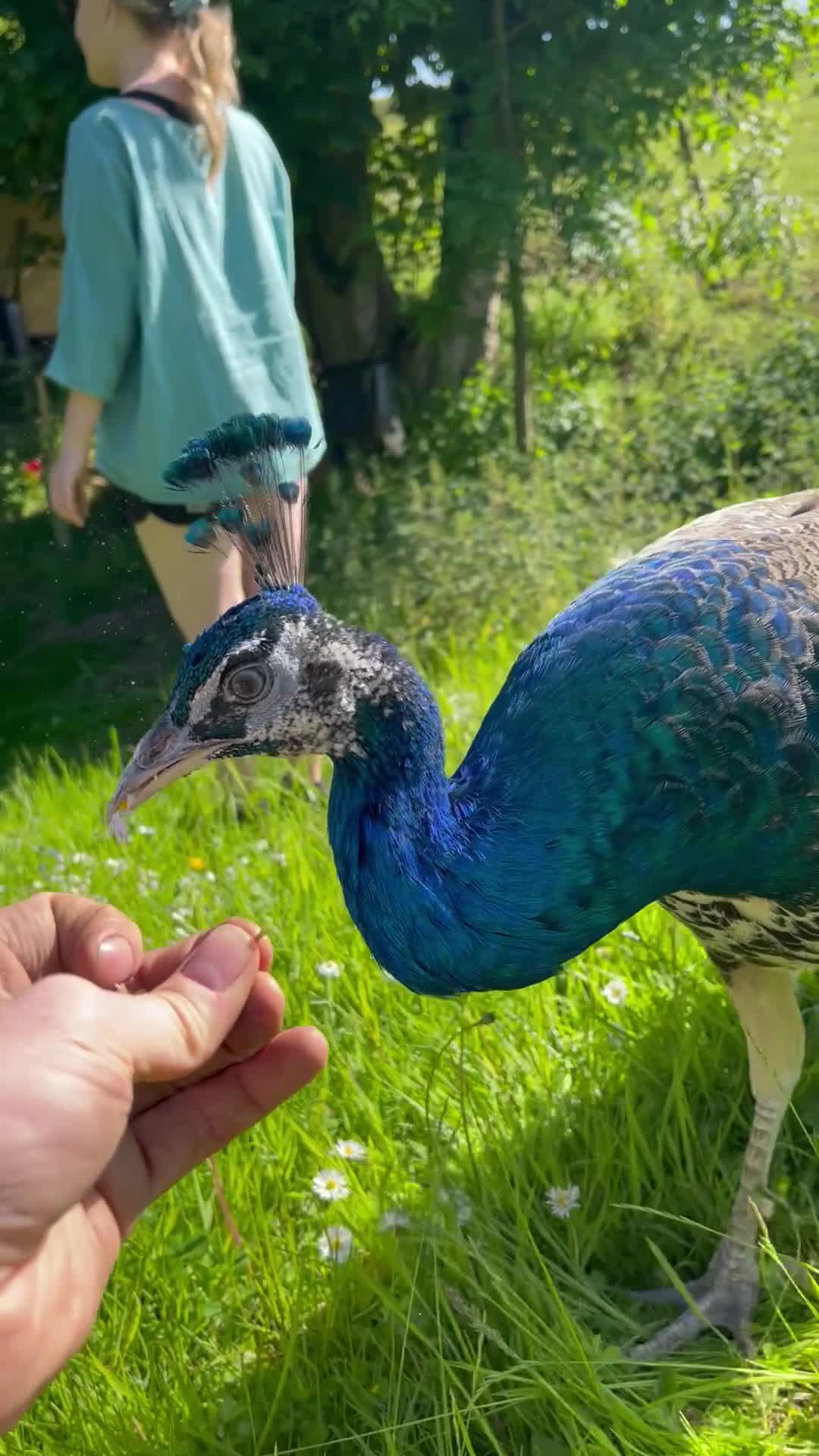 Peafowl poultry for sale:  peacock peafowl Hatching eggs - Video 2
