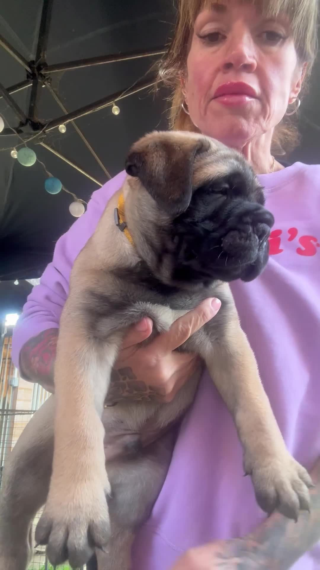 Bullmastiff dogs for sale: ASBORN BULLMASTIFF PUPS - Video 3