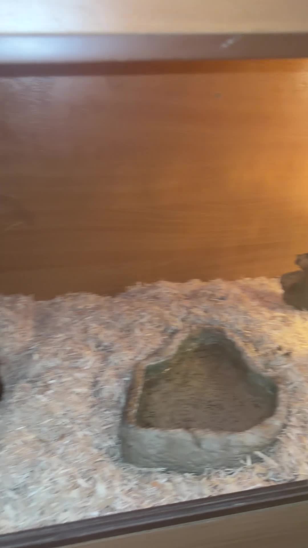 Corn Snake reptiles for sale: Coral x caramel het corn snake for sale  in Saint Leonards-on-sea - Video 1