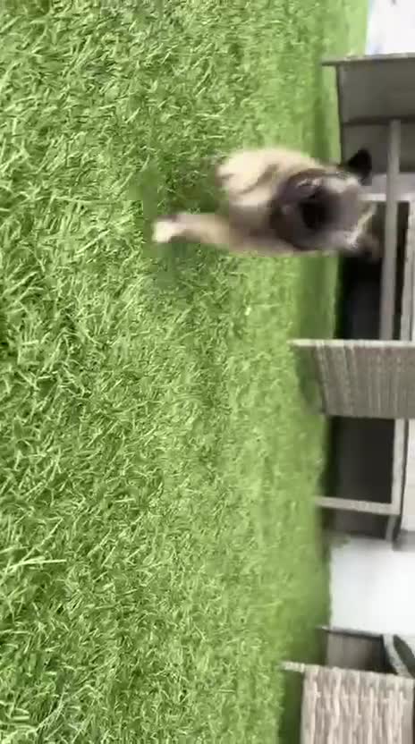 Chihuahua dogs for sale: Long haired chihuahua Only boy left. - Video 3