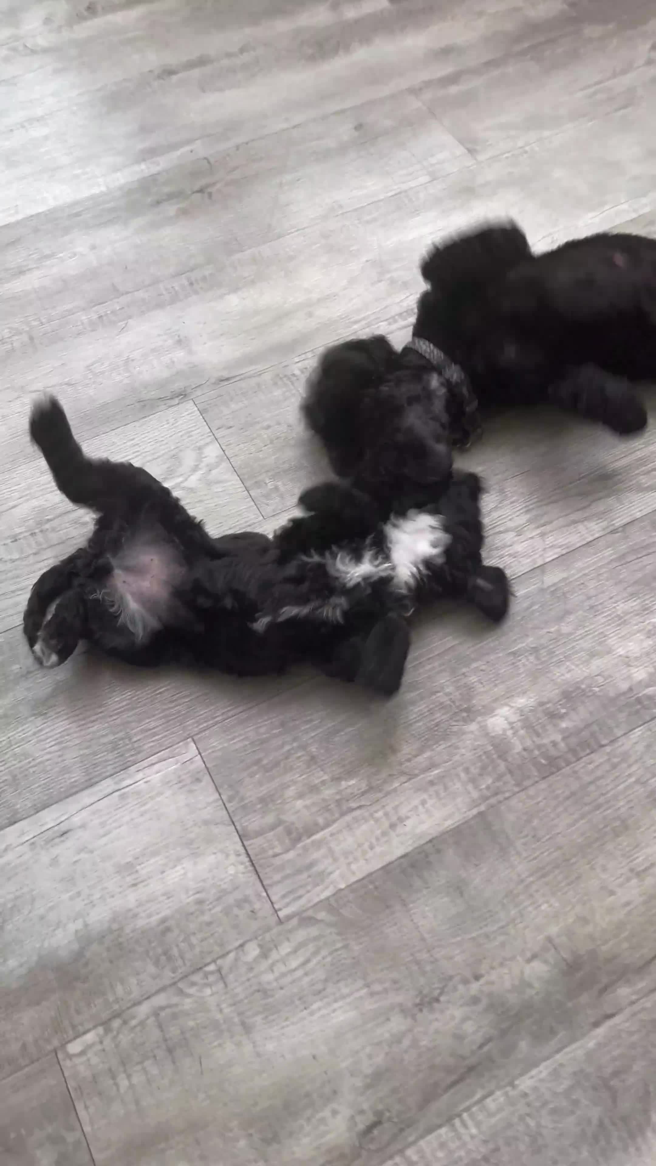 Cockapoo dogs for sale: Boni’s F1b pups, 2 little ones available 🖤🖤 - Video 1