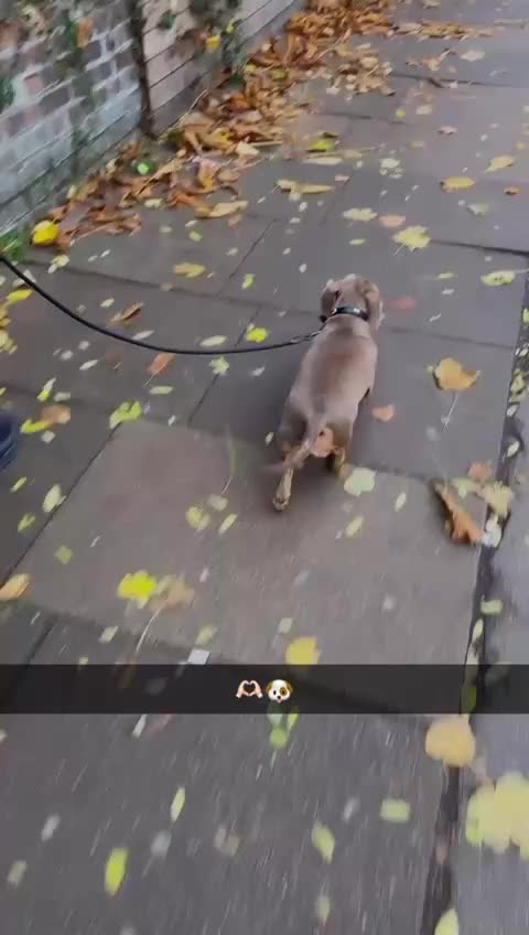 Miniature Dachshund dogs for sale: Isabella miniature dachshund female  - Video 2