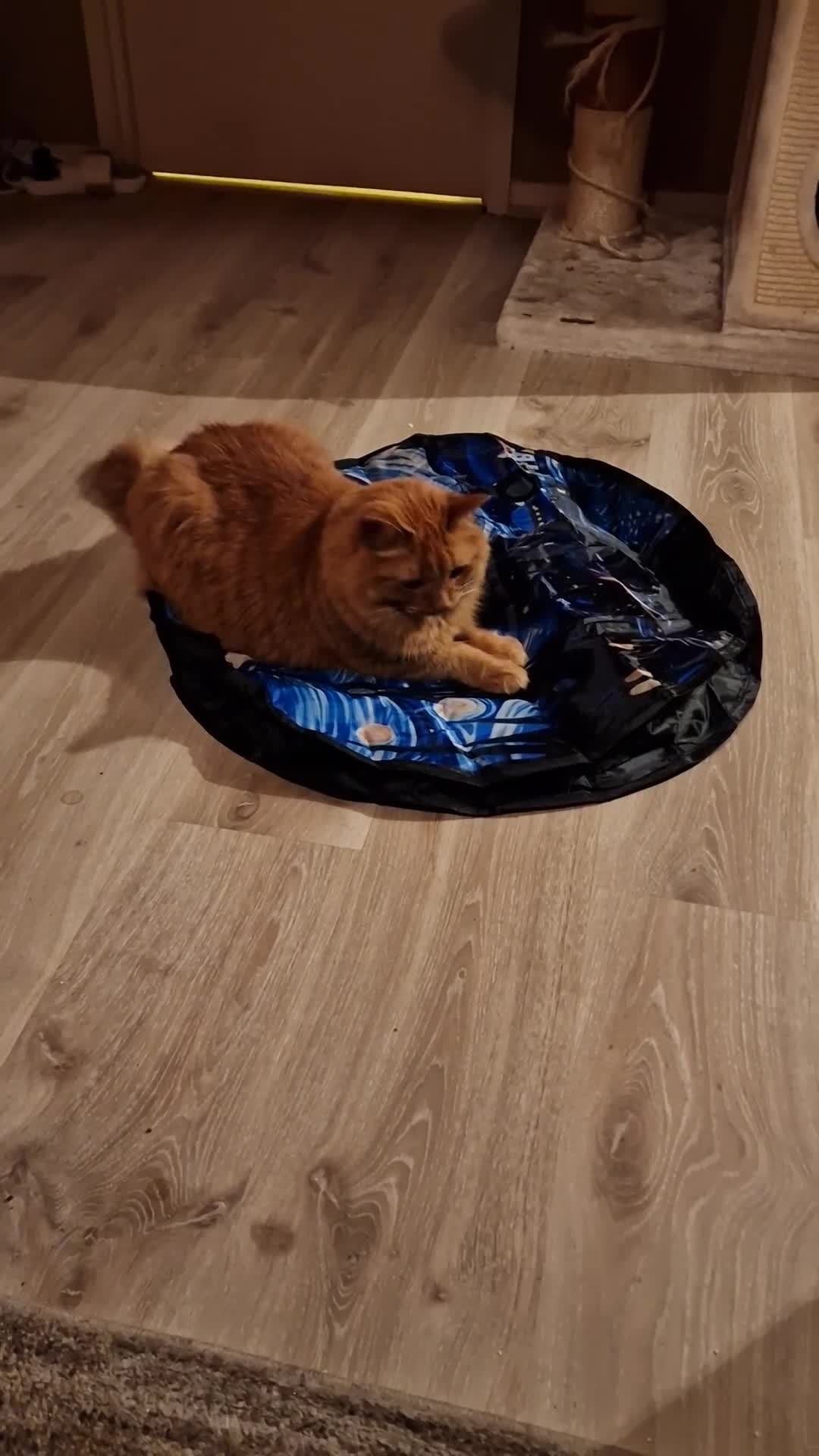 Mixed Breed cats for sale: Beautifull girl needs a new no pet household - Video 1