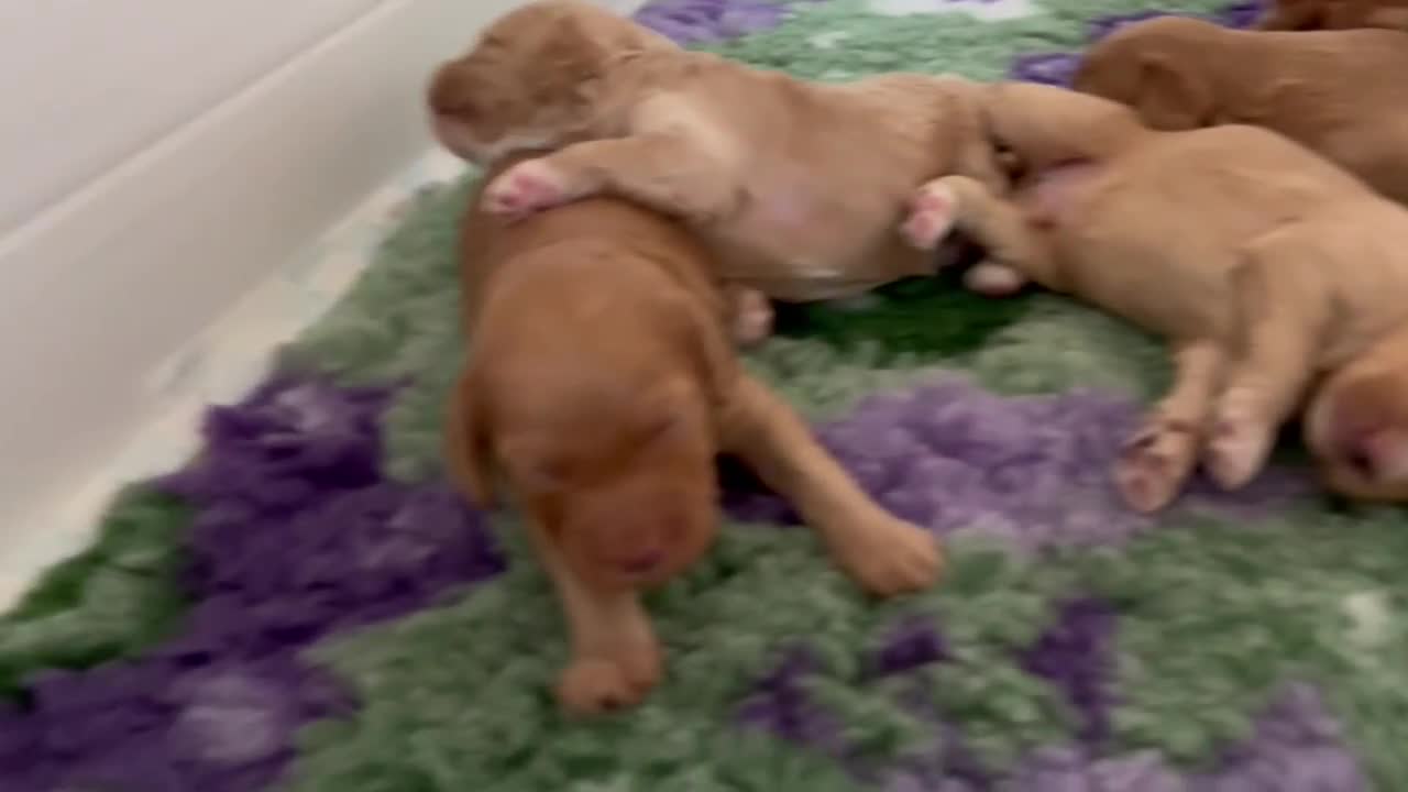 Australian Labradoodle dogs for sale: Fantastic breeding! Canadian & Australian lines - Video 1