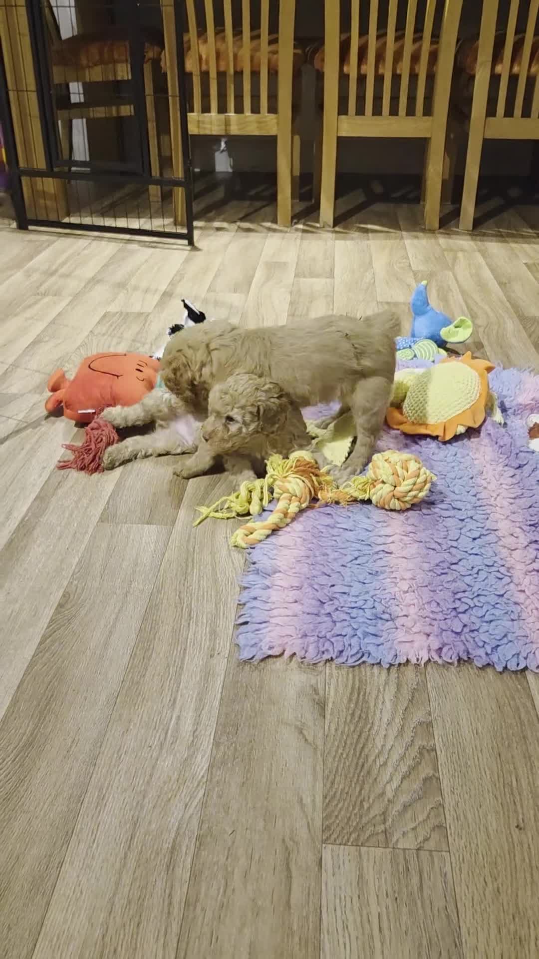 Cockapoo dogs for sale: F2 Cockapoo puppies  - Video 2