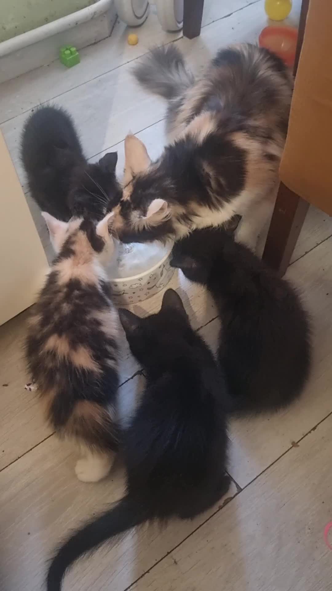 Maine Coon cats for sale: 4 adorable 😍 Mainecoon girls - Video 1
