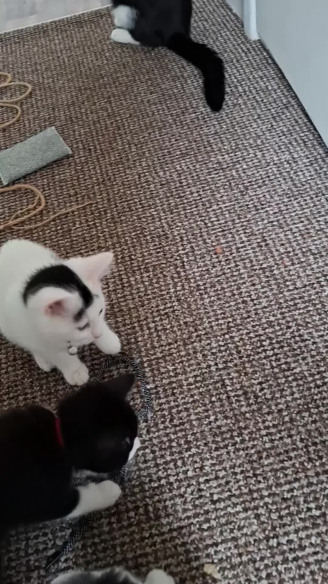 Mixed Breed cats for sale: Cute Furry Friends Ready to find new home. - Video 2