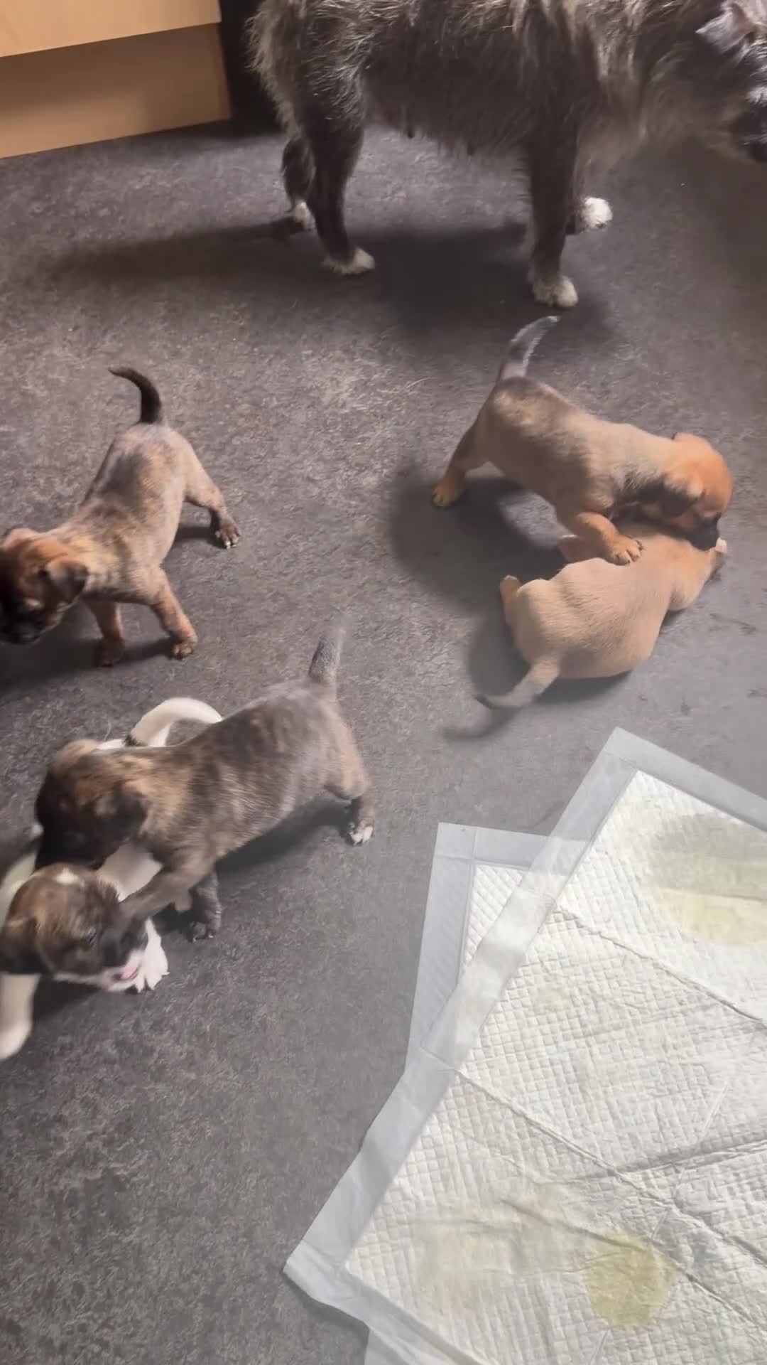 Mixed Breed dogs for sale: Cairn x patterdale pups  in Inverness - Video 1