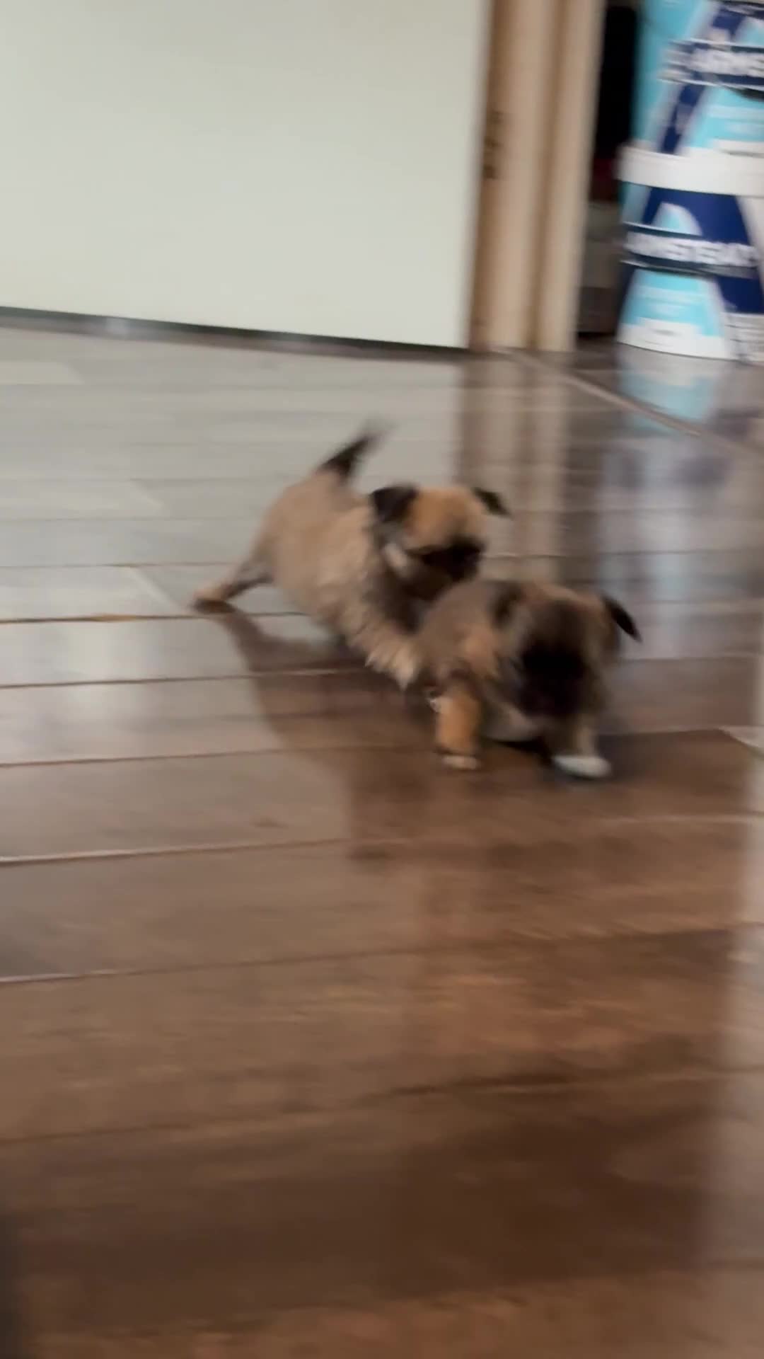 Chihuahua dogs for sale: Gorgeous Long hair chihuahua pups - Video 1