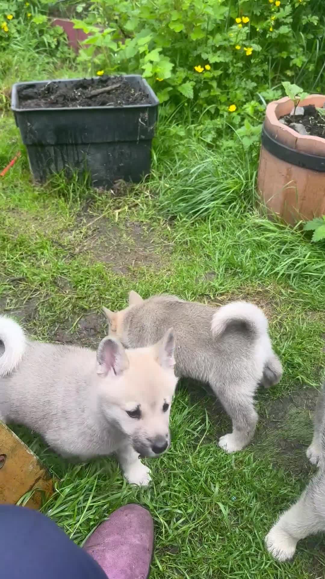 Norwegian Buhund dogs for sale: Lovely quality Norwegian Buhunds in Crumlin - Video 2