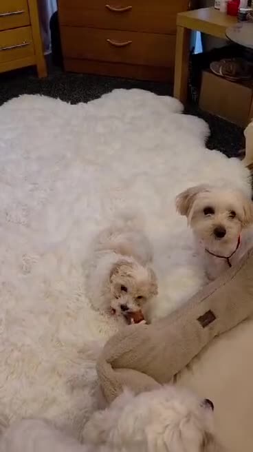 Bichon Frise dogs for sale: Male Bichon Frise 8 WEEKS OLD. Health and active  - Video 1