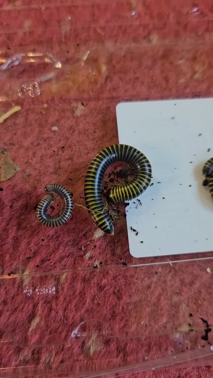 Millipedes invertebrates for sale: Bumblebee Millipedes (Anadenobolus monilicornos) in Lowestoft - Video 1