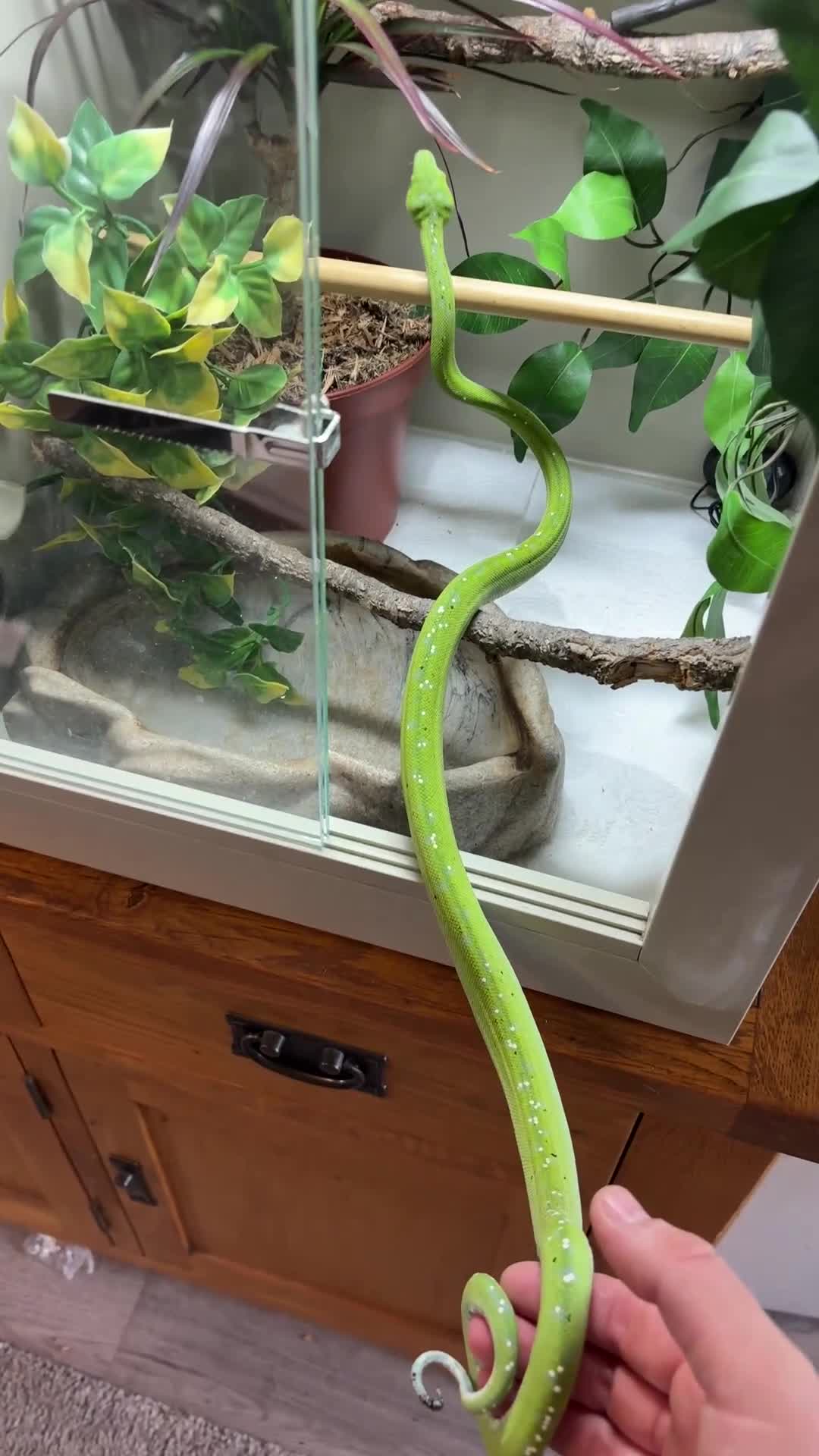 Python Snake reptiles for sale: Green tree python  in Derby - Video 1
