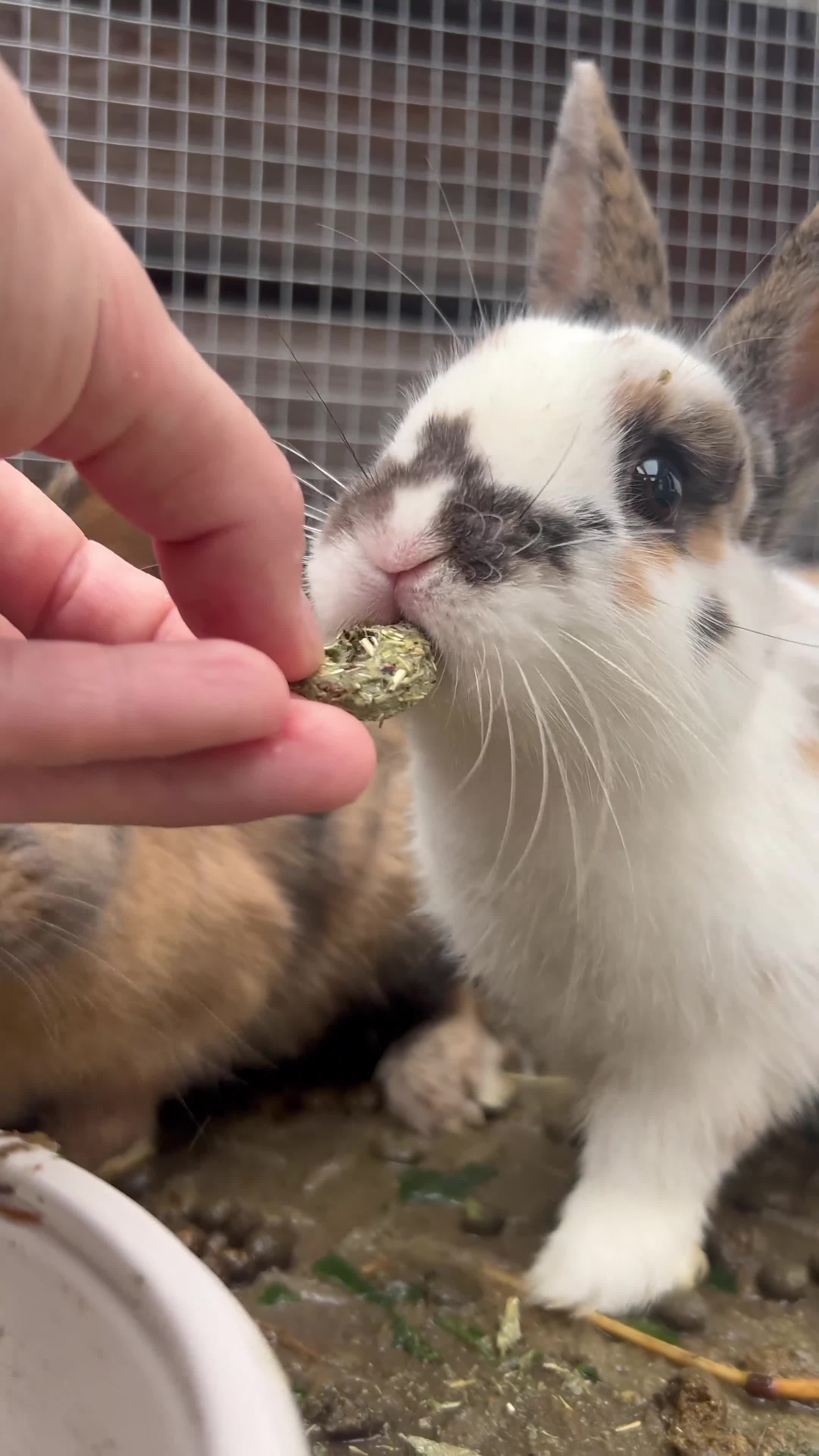 Mixed Breed rabbits for sale: 2 male Rex X netherland dwarf - Video 1