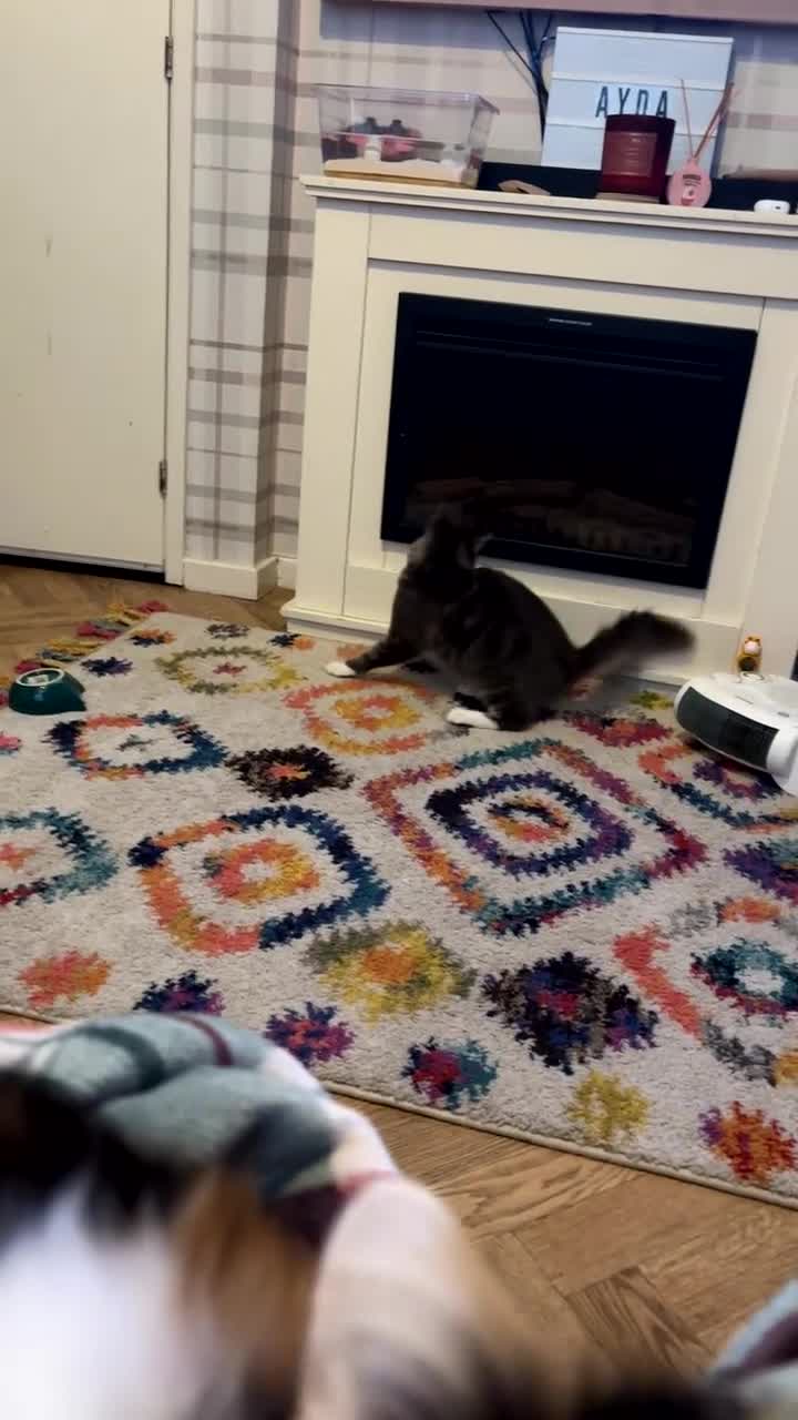 Mixed Breed cats for sale: Sad rehoming of our beloved Kevin - Video 1