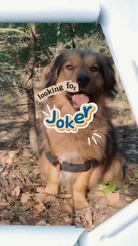 Border Collie dogs for adoption: Joker: The Dog They Threw Away Like Trash - Video 1