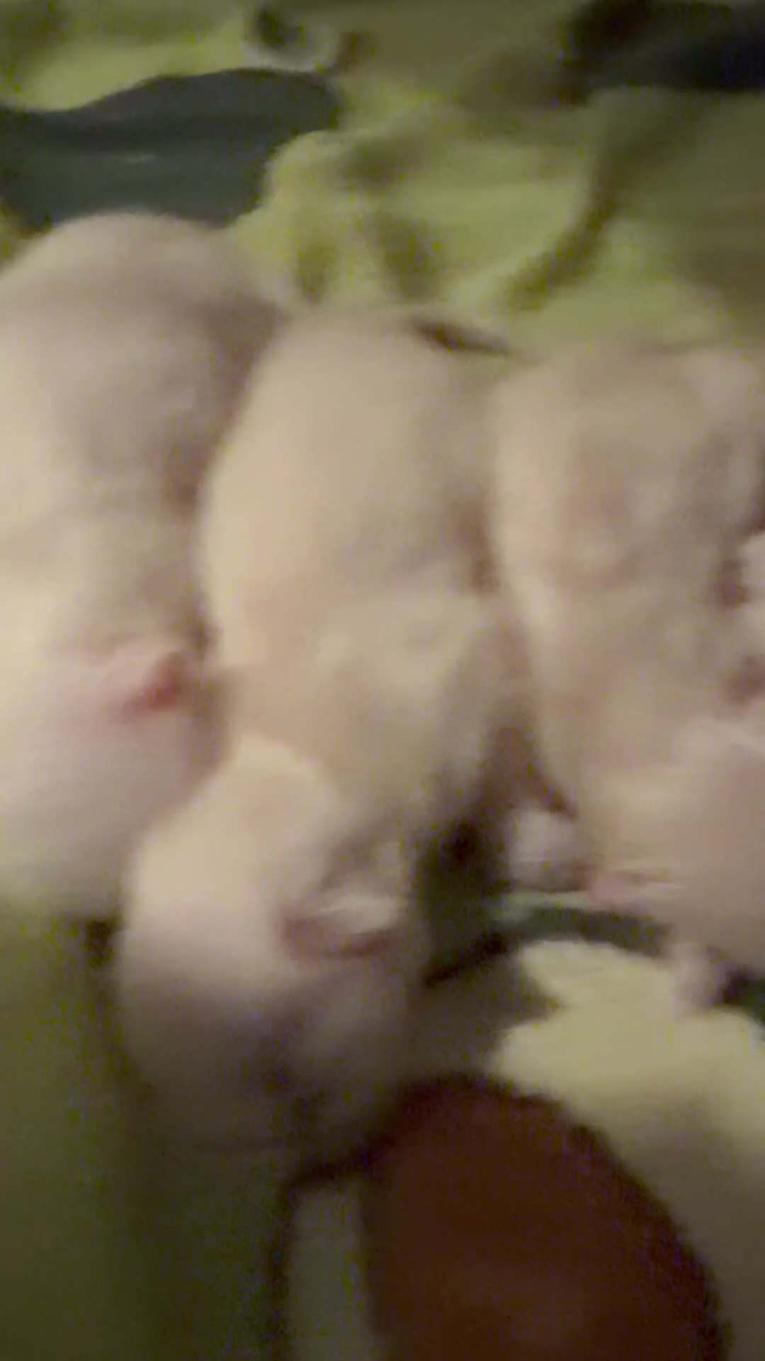 Ragdoll cats for sale: GCCF RAGDOLL KITTENS  - Video 1