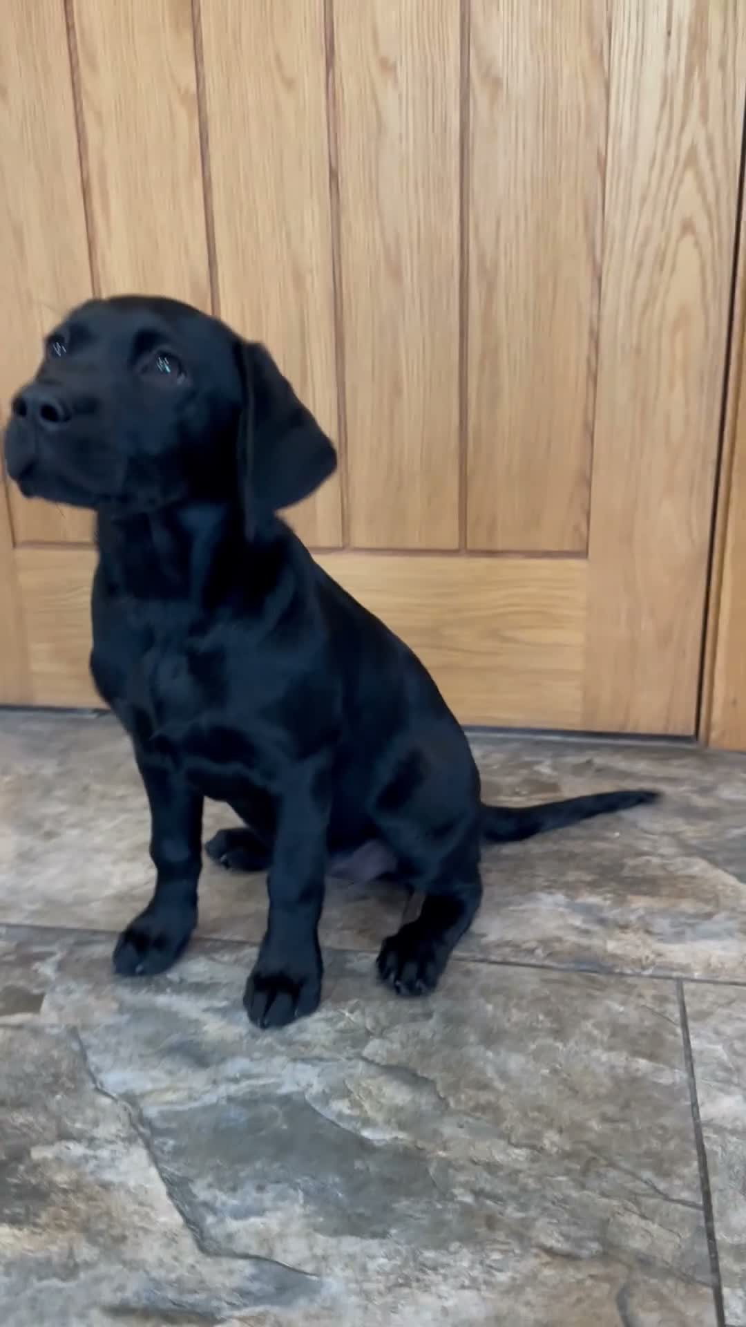 Labrador Retriever dogs for sale: KC registered female working black Labrador - Video 1