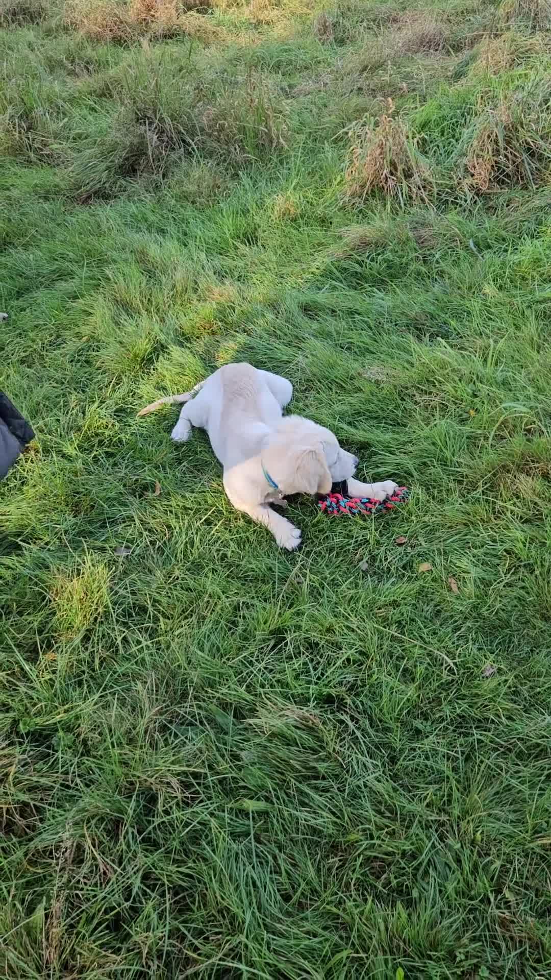 Golden Retriever dogs for sale: Mr charlie - Video 1