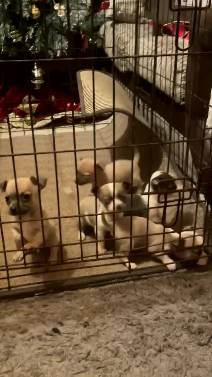 Chihuahua dogs for stud: Chihuahua Stud Available Blue puppies  in Swindon - Video 1