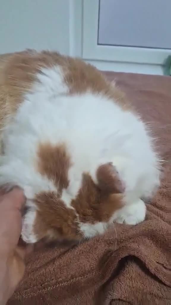 Mixed Breed cats for adoption: Charlie for adoption in Doncaster - Video 1