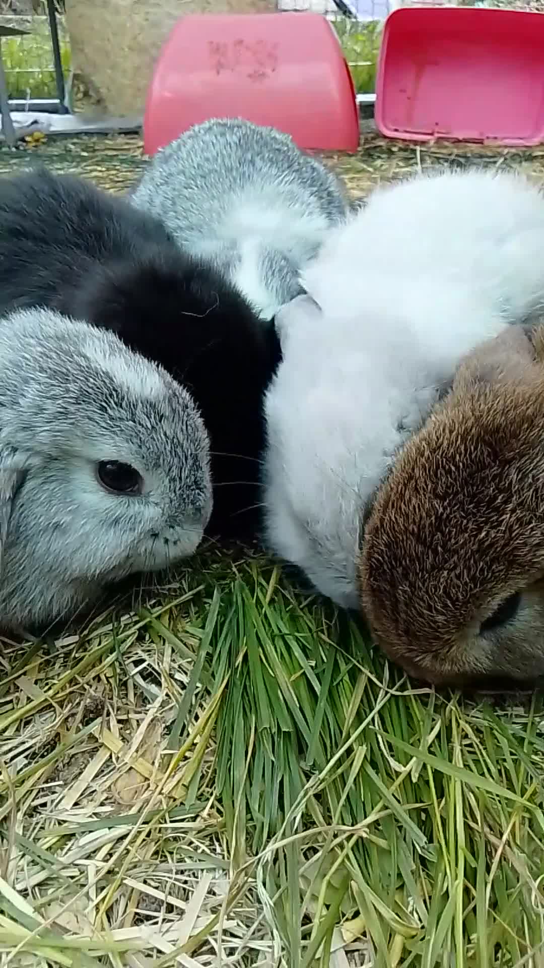 Mini Lop rabbits for sale: Beautiful Mini Lop Bunnies available  - Video 2