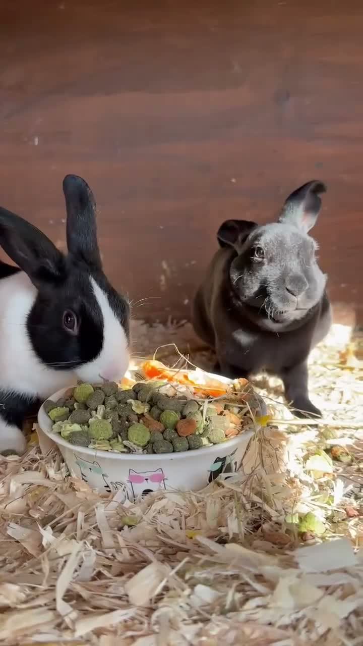 Rex rabbits for sale: Beautiful Baby Rex Bunnies 11 Weeks old  - Video 2