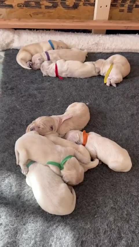 Golden Retriever dogs for sale: Golden Retriever Puppies For Sale - Video 3