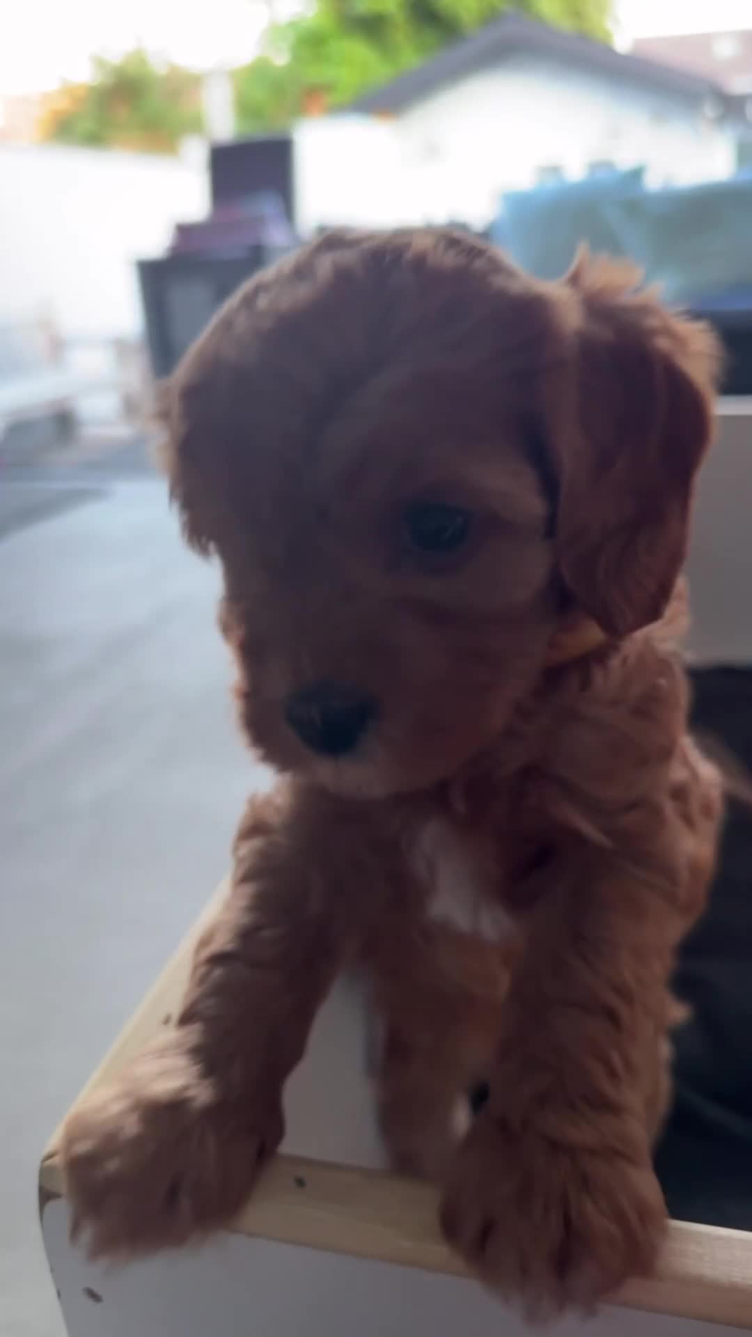 Cavapoo dogs for sale: 6 Beautiful Toy Cavapoo Girls  - Video 3