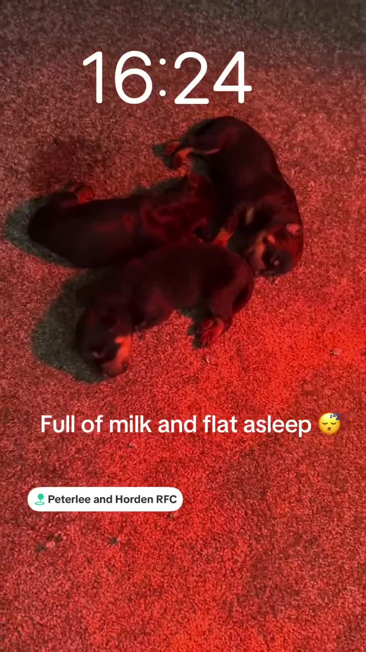 Rottweiler dogs for sale: Big chunky Rottweiler puppies  - Video 1