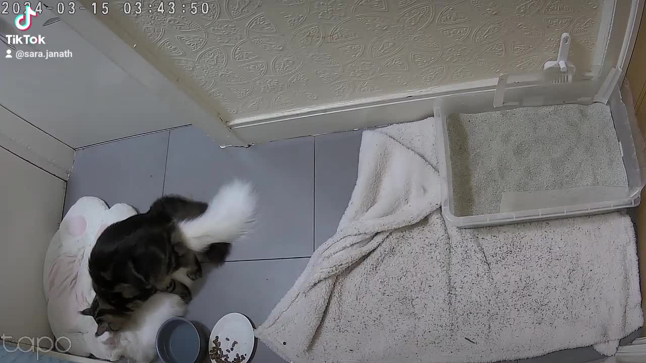Maine Coon cats for stud: hiiii our XXL Izzy boy is ready for stud video ava in Ilford - Video 1