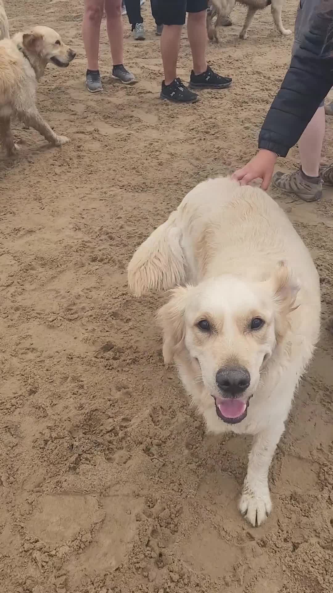 Golden Retriever dogs for sale: KC Registered Health Tested Golden Retriever Pups in Chester - Video 1