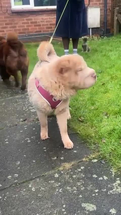 Shar Pei dogs for sale: Top quality bear coat sharpei  - Video 3