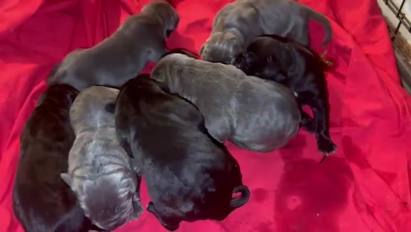 Cane Corso dogs for sale: Canecorso pups for sale - Video 2